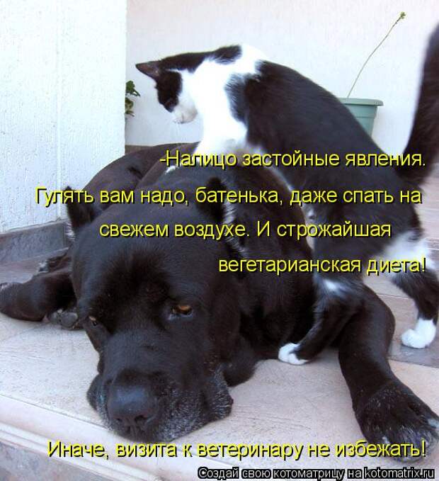 Котоматрица: -Налицо застойные явления. Гулять вам надо, батенька, даже спать на свежем воздухе. И строжайшая  вегетарианская диета! Иначе, визита к ветер