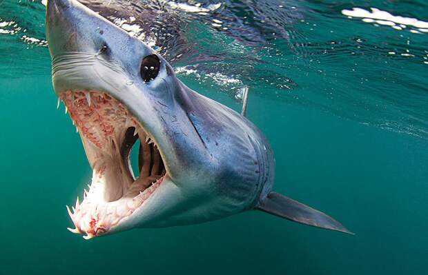 https://www.scubadiving.com/sites/scubadiving.com/files/seawatch_mako_shark.jpg