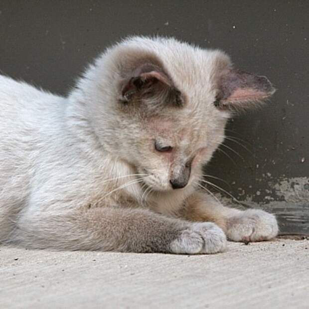 Вы подобрали котенка, что с ним делать дальше?