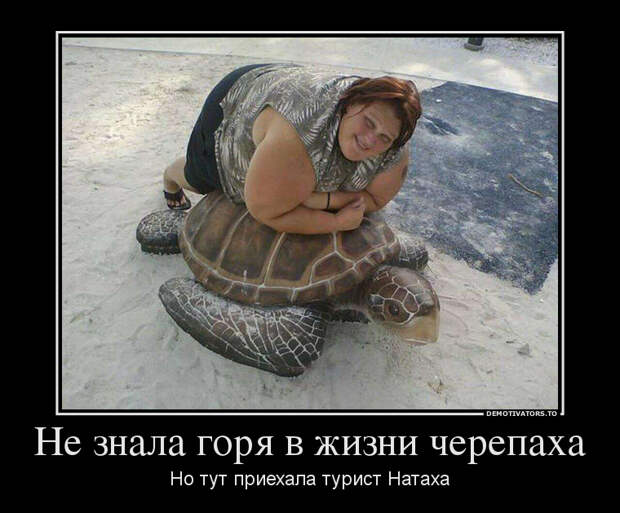 Не знала горя в жизни черепаха, но тут приехала турист Натаха демотиватор, демотиваторы, жизненно, картинки, подборка, прикол, смех, юмор