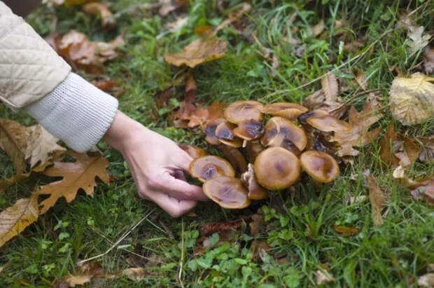 Следы Чернобыльской катастрофы обнаружили на грибах в Финляндии