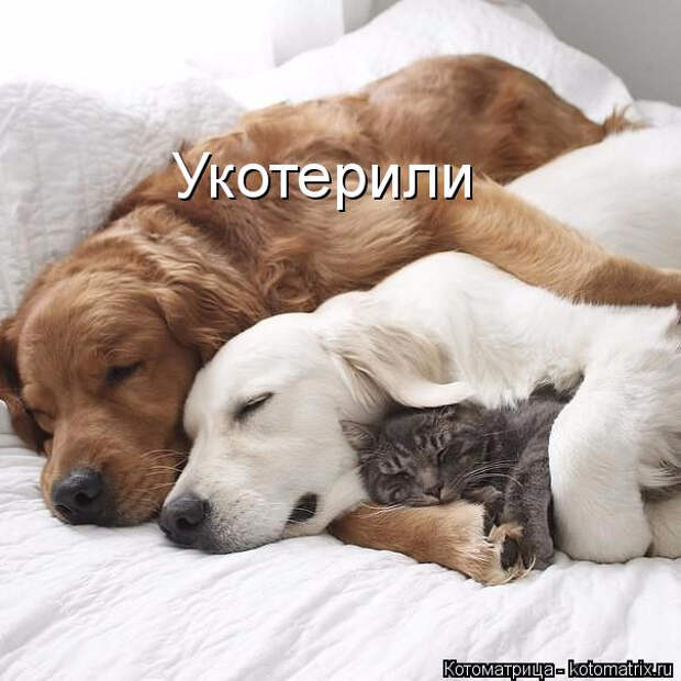 kotomatritsa_-- (604x604, 206Kb)