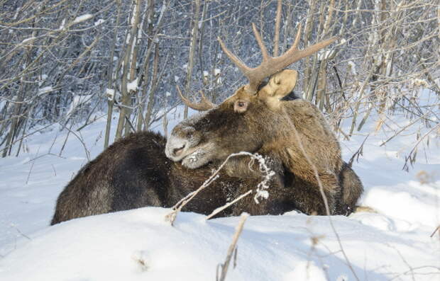 промысловая охота в Якутии