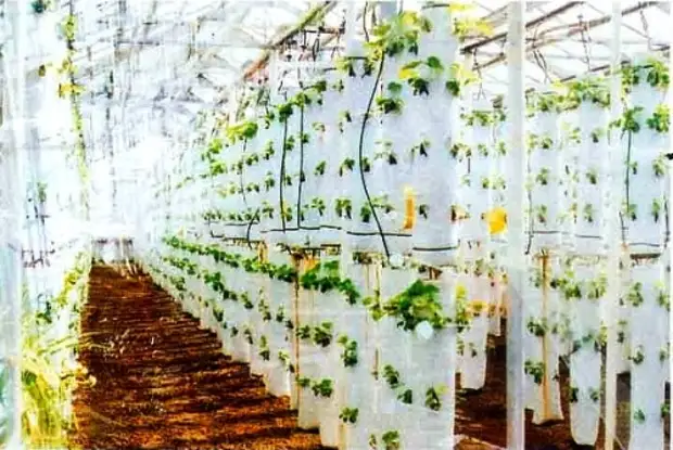 Выращивание клубники в теплице в мешках – прибыльный бизнес