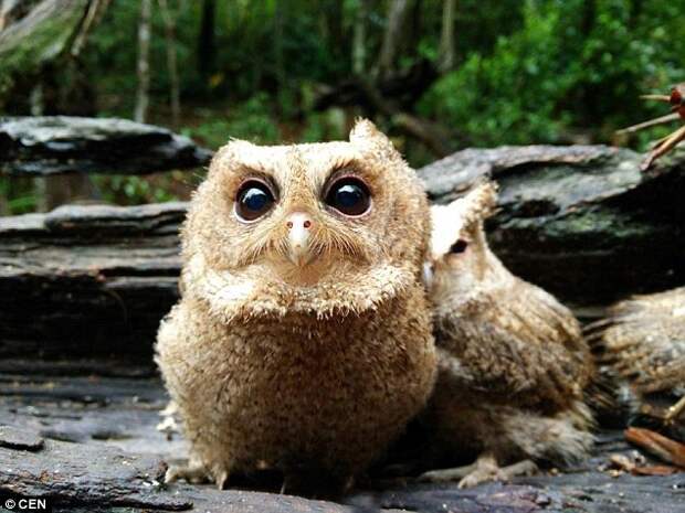 Get ready for future: The owlets will also be taught how to hunt on their own before being released back