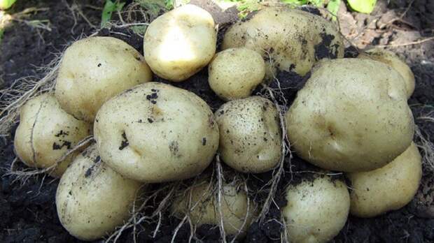 5 популярных ошибок при окучивании картофеля: какие действия могут привести к снижению урожайности