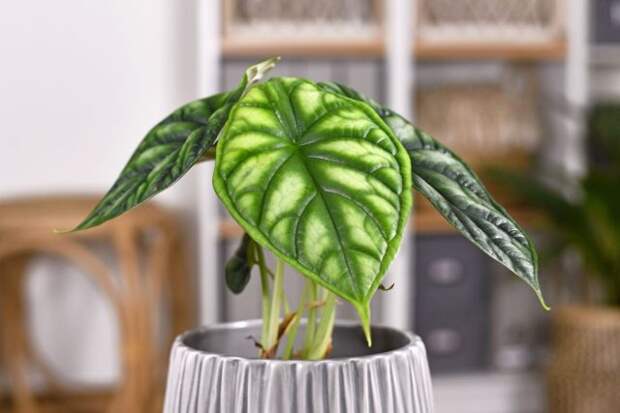 Алоказия багинда «Драгон Скейл» (Alocasia baginda 'Dragon Scale')