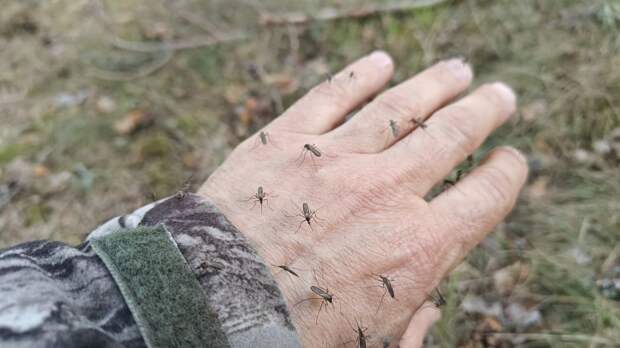 В Ленобласти комары открыли охоту на людей