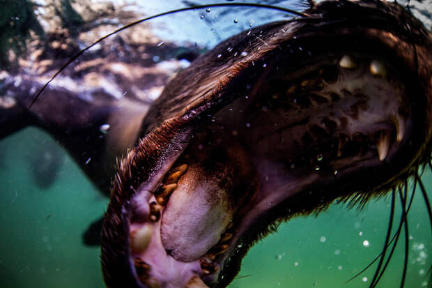 Лицом к лицу с морским котиком: 11 удивительных фото