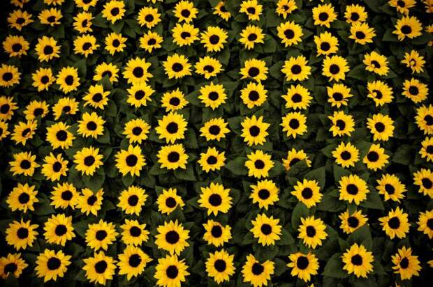 Выставка цветов «Chelsea Flower Show 2014»