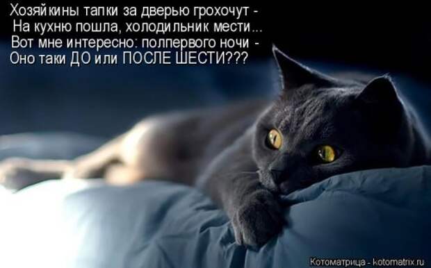 Свежая котоматрица (22 шт)