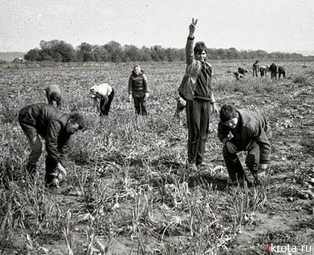 Сбор урожая в СССР (38 фото)