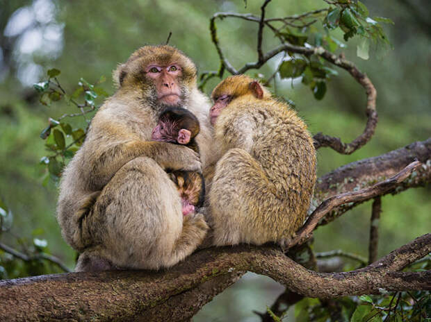 Лучшие фотографии National Geographic ноября 2014