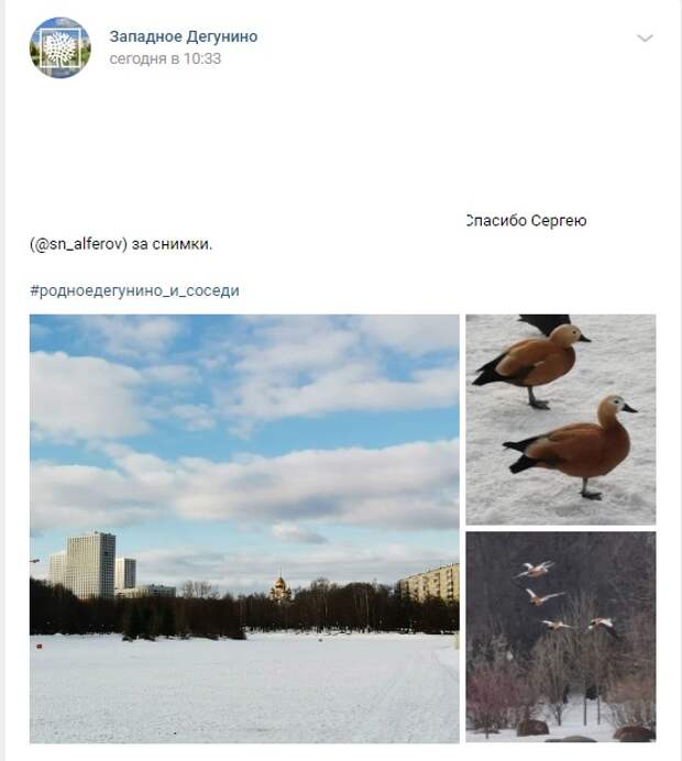 Фото дня: огари на Ангарских прудах встречают весну