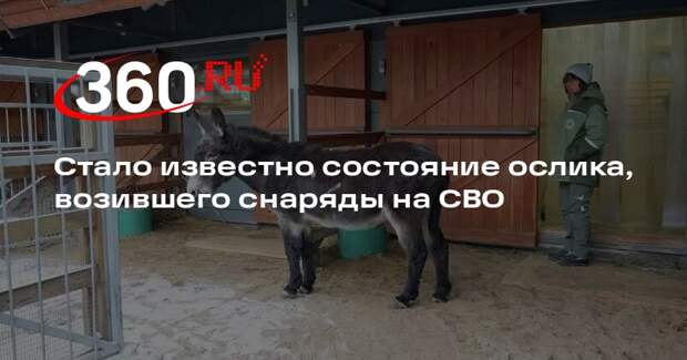РИА «Новости»: возивший снаряды на СВО ослик адаптировался в Московском зоопарке