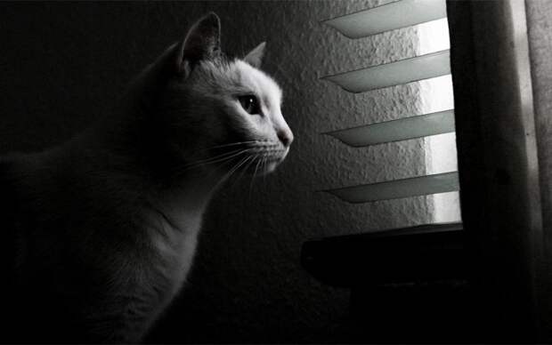 меланхоличные коты ждут хозяина у окна (24)