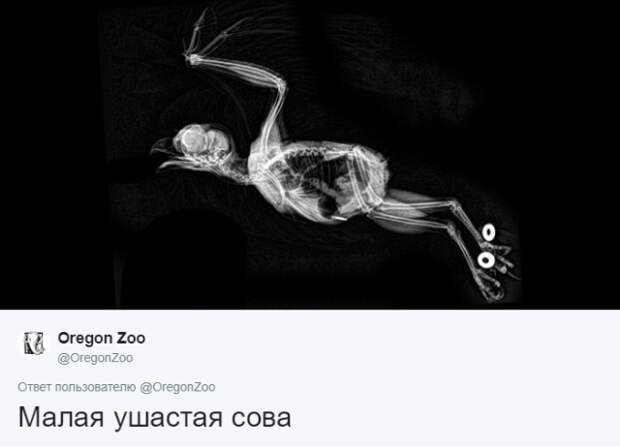 Интересные рентгеновские снимки различных животных