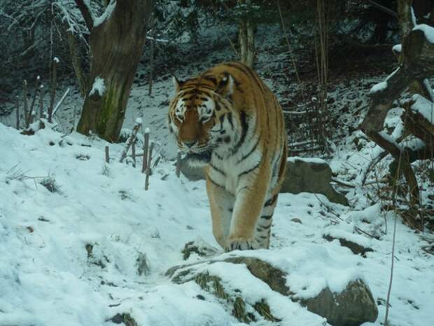 tigr