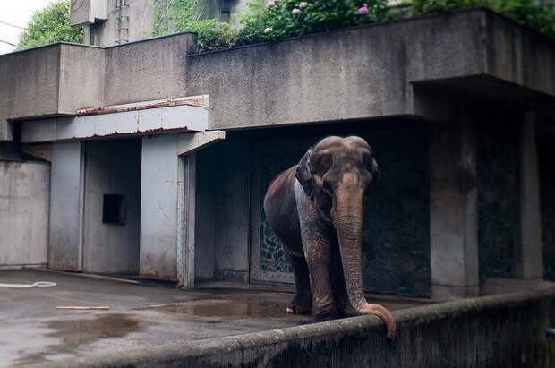 Самая печальная слониха в мире умерла после 60 лет, проведенных в клетке Ханако, животные, зоопарк, слон, япония