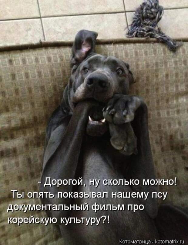 Котоматрицы(картинки с надписями)