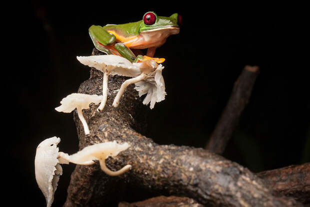 InSearchOfLostFrogs10 В поисках утраченной лягушки: редчайшие виды удивительных лягушек в фантастических фотографиях