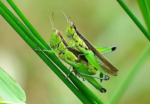 Orthoptera acrididae. углокрылый кузнечик. кузнечик певчий (tettigonia cantans. зеленая кобылка кузнечик. самец кузнечика.