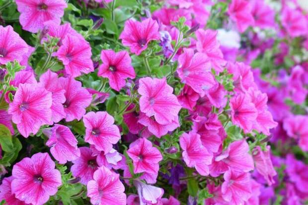 Взошла и упала: почему петуния ложится в первый же день и как это исправить