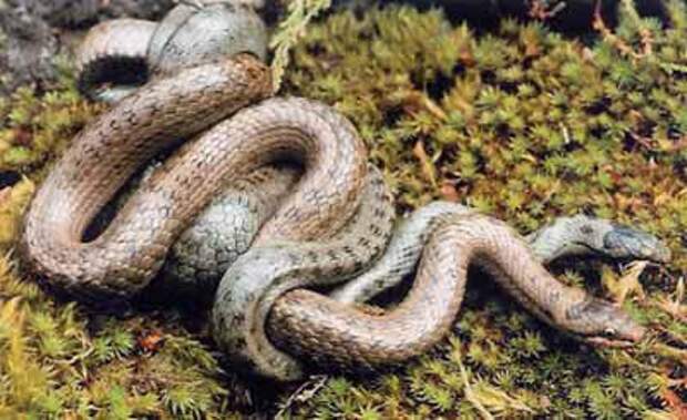 Интересные факты о пресмыкающихся: как размножаются змеи