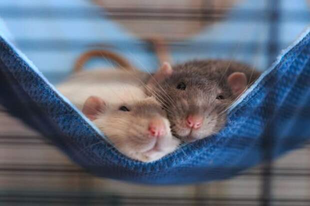 Одинокие крысы страдают от депрессии и рано умирают, поэтому стоит заводить не меньше двух сразу. © zooplus  📷 