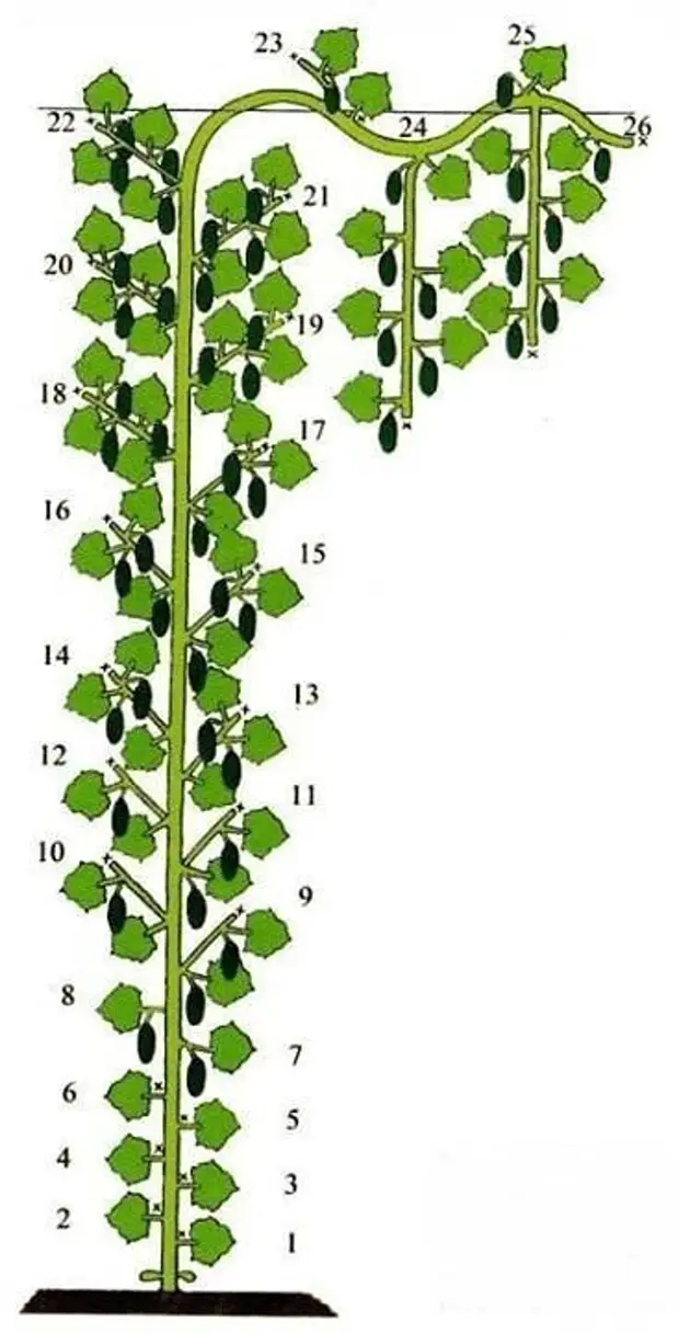 Схема формирования гибридов огурцов