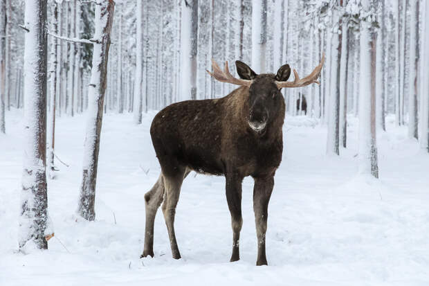 Специалист Кунафин: лис, лосей и белок можно встретить в Москве зимой