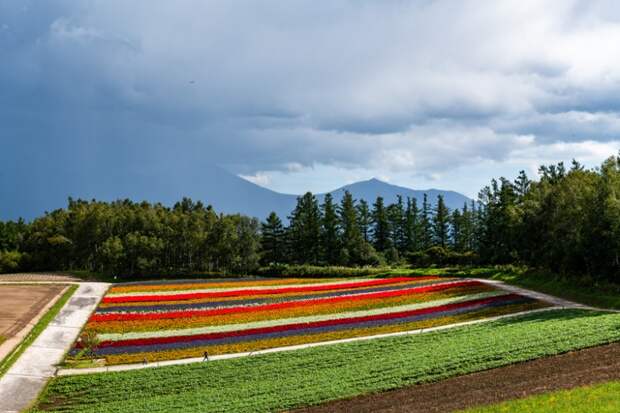 Японская цветочная ферма