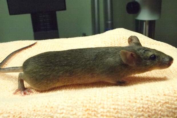 Клон клона клона клона клона клона мыши оказался мутантом