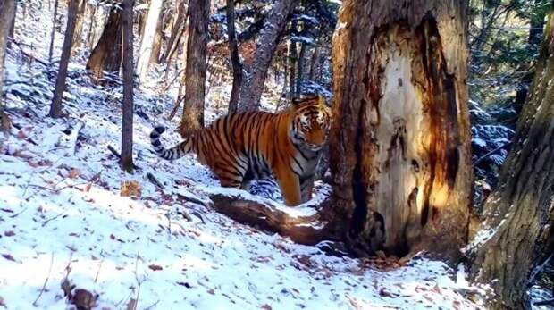 Амурский тигр "нежился" с деревом в национальном парке в Приморье