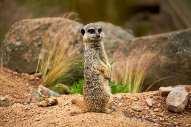 Сурикат: что это за животное, где обитает и как выглядит