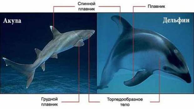 25 курьёзных фактов о дельфинах 01