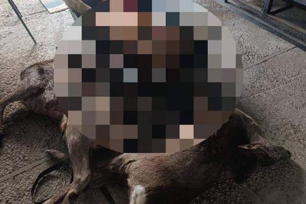 По факту незаконной добычи трёх косуль в Рассказовском округе возбуждено уголовное дело