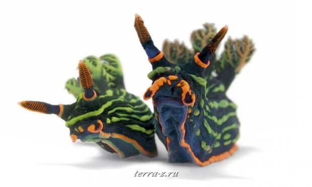 188-990x595_a Nembrotha kubaryana – разновидность голожаберного моллюска. Размер 6 см