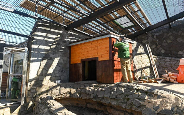 В ожидании полосатых новосёлов: в Ленинградском зоопарке этим летом появится амурский тигр