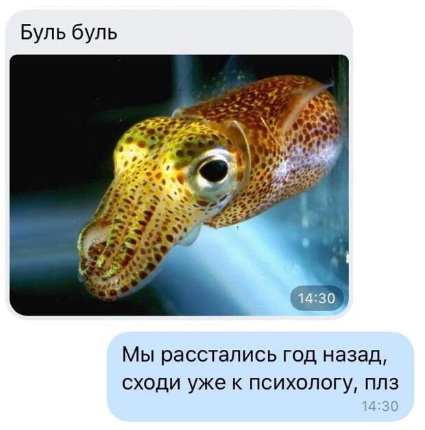 kartinok-prikolnyh-podborka-kartinki-smeshnye-kartinki-fotoprikoly
