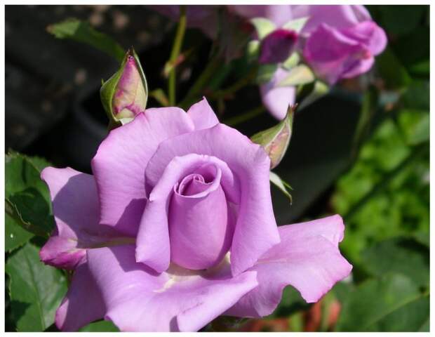 фиолетовая роза Блю Мун