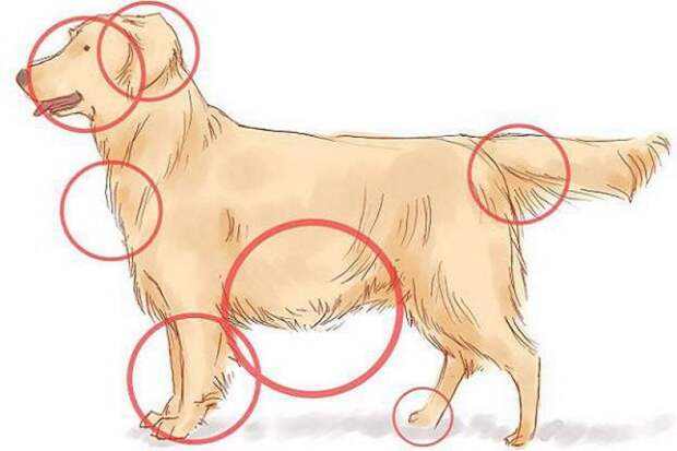 Клещи обожают места с большим количеством кровеносных сосудов. На картинке обозначено, какие места у собак для паразитов самые любимые. 