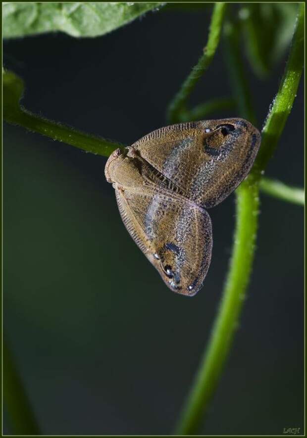 Японская цикадка-бабочка  (лат. Ricania japonica) 