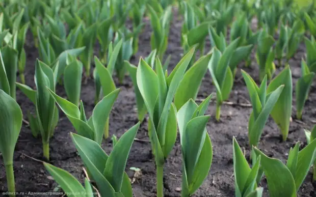 В Рязани подготовили к запуску фонтаны на Соборной и Театральной