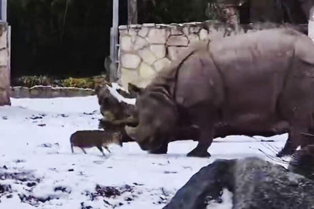 В польском зоопарке маленький олень атаковал носорога и стал мемом