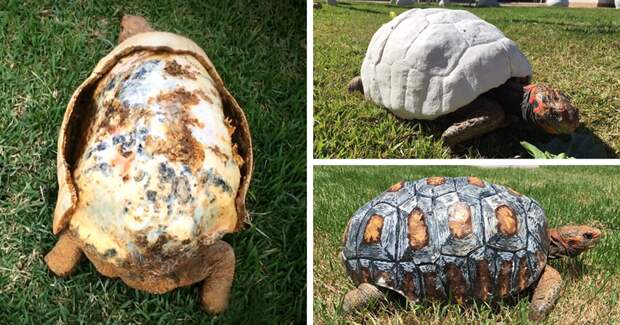 Травмированная черепаха получила первый в мире панцирь, распечатанный на 3D-принтере 3d принтер, животные, панцирь, пожар, черепаха