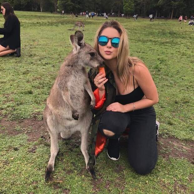 Кенгуру нападают на туристов из-за морковки кенгуру, морковка, турист