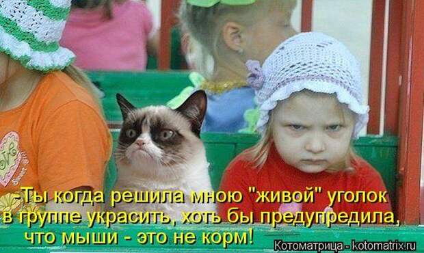 Лучшие котоматрицы недели Лучшие котоматрицы недели