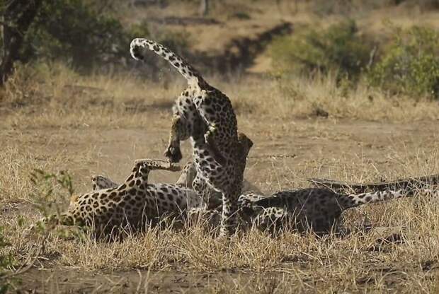 Самка леопарда набросилась на двух самцов, пытаясь прекратить драку