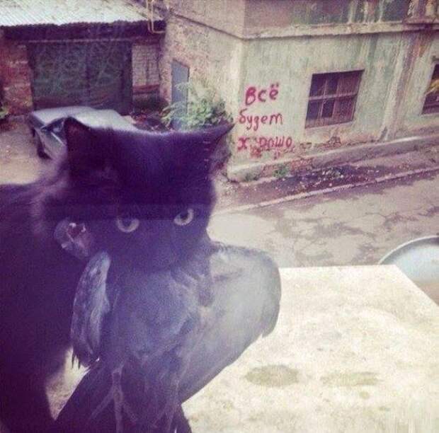 Забавные фотоприколы